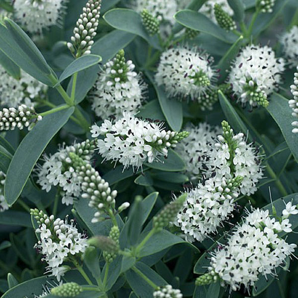 Hebe Blue Star 2 litre pot