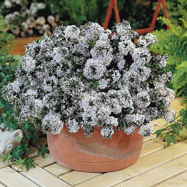 Hebe Celine - 2tr pot