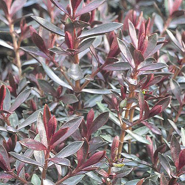 Hebe Pascal 2 litre pot