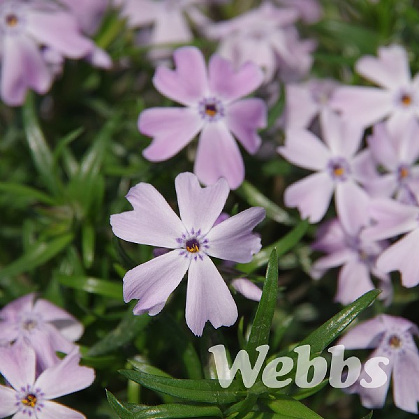 Phlox Emerald Cushion Blue - 1ltr pot