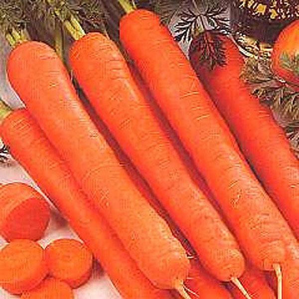 Carrot Amsterdam Forcing - 2000 Seeds