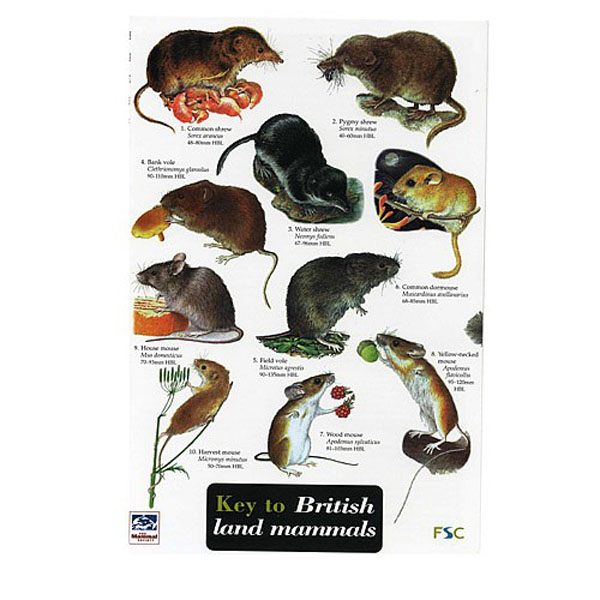 Buy Wildlife World Field Guide to British Land Mammals from bs