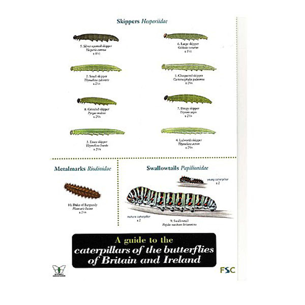 Field Guide to Caterpillars