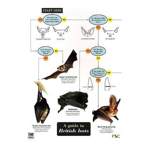 Field Guide to British Bats
