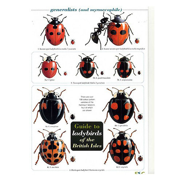 Field Guide to Ladybirds