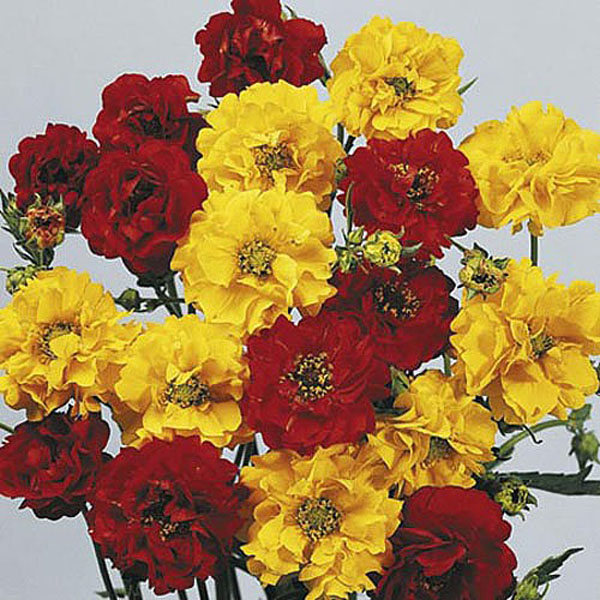 Geum Oranges & Lemons - 55 Seeds