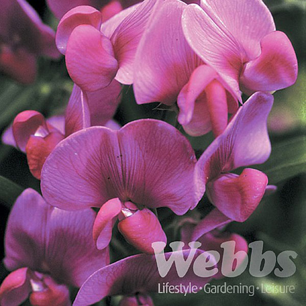 Lathyrus latifolius Red Pearl (Everlasting Sweet-pea) - 3ltr pot