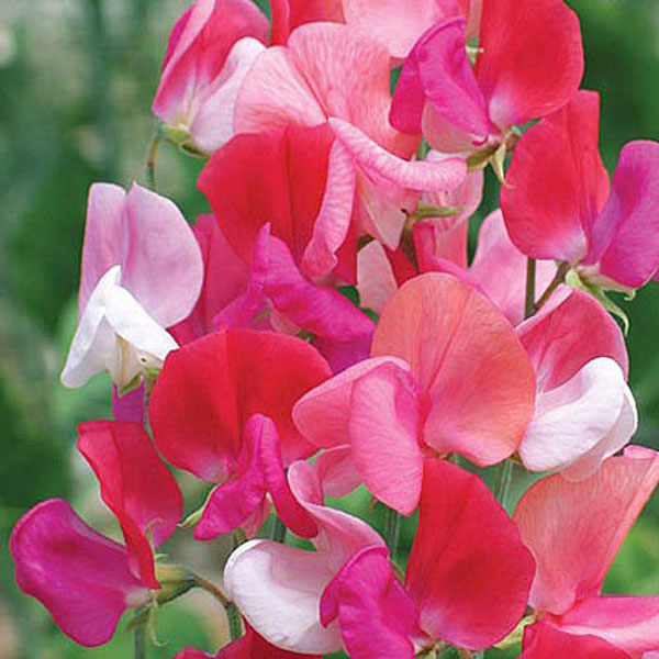 Sweet Pea Heirloom Juanita - 25 Seeds