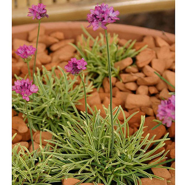 Armeria Nifty Thrifty - 1ltr pot