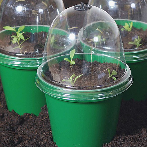 Bell Boy Mini Propagators - Pack of 3