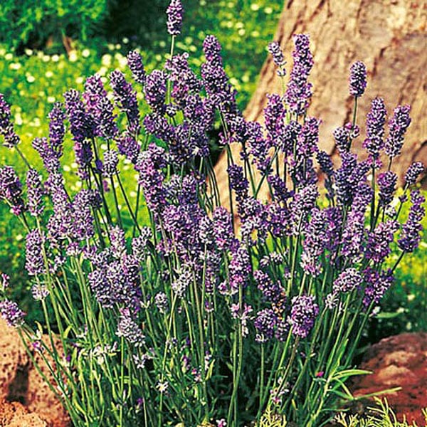 Eden Project The Fragrant Lavender* - 190 Seeds