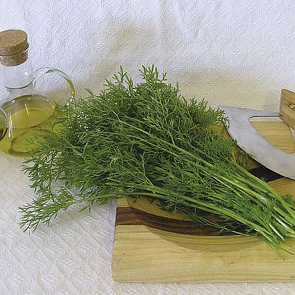 Coriander Confetti - 150 seeds