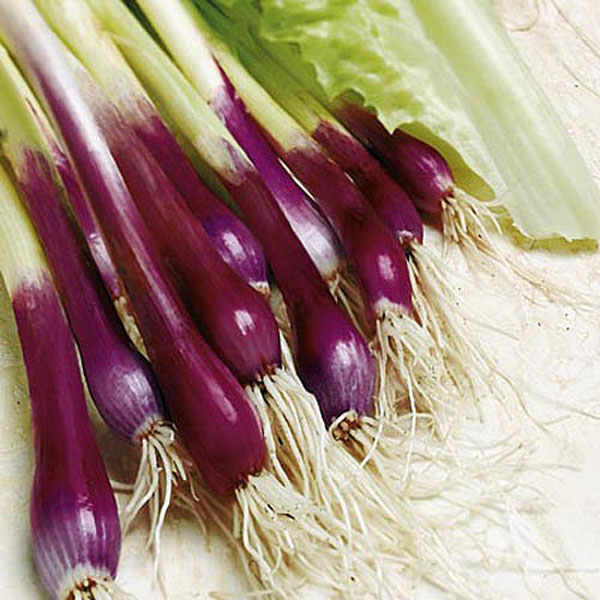 Speedy Veg Salad Onion Apache - 450 Seeds