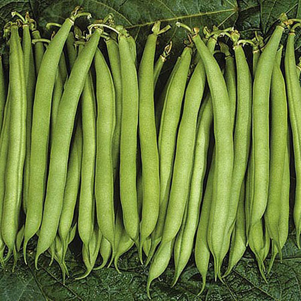 Speedy Veg Bean Dwarf - 75 Seeds