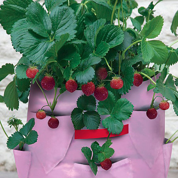 Strawberry & Herb Patio Planters - Pack of 2