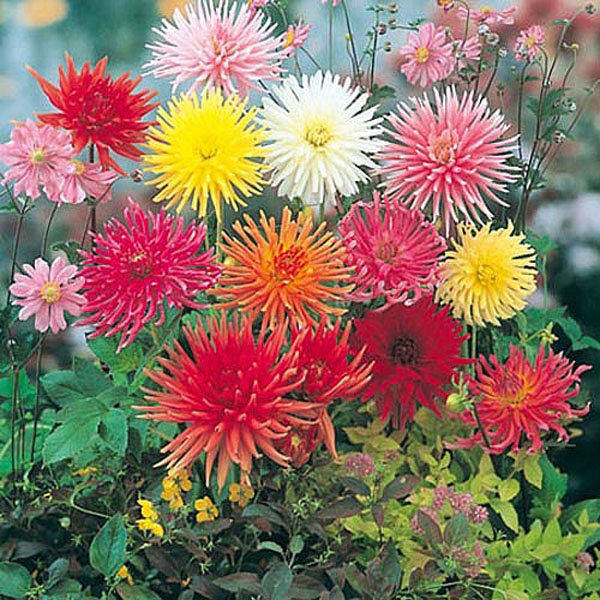 Dahlia Clangers Mix - 75 Seeds