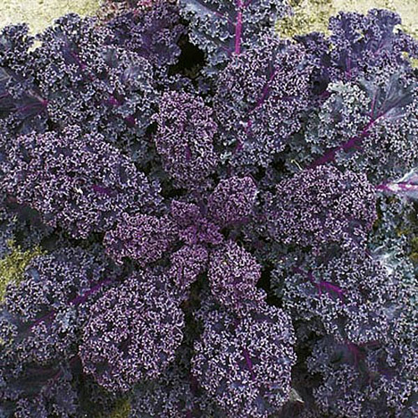 Kale Scarlet - 190 Seeds