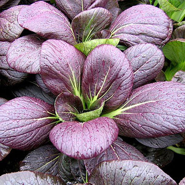 Pak Choi Rubi F1 - 150 Seeds