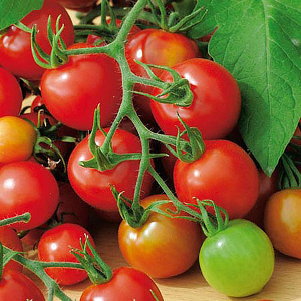 Tomato Red Alert - 30 Seeds