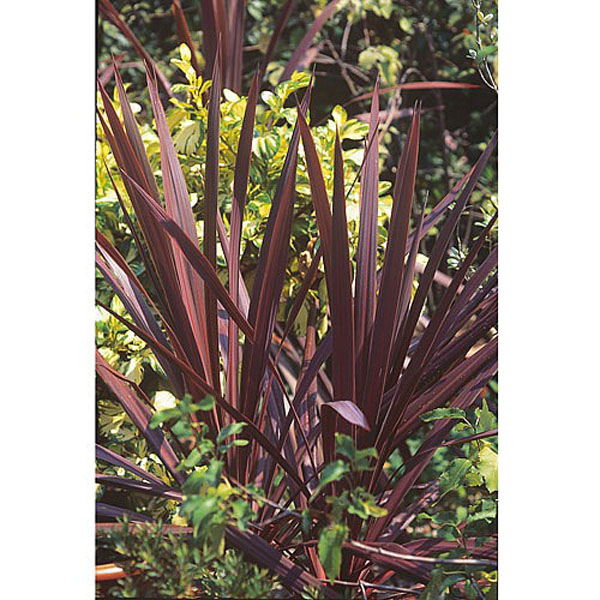 Cordyline Torbay Red - 3ltr pot