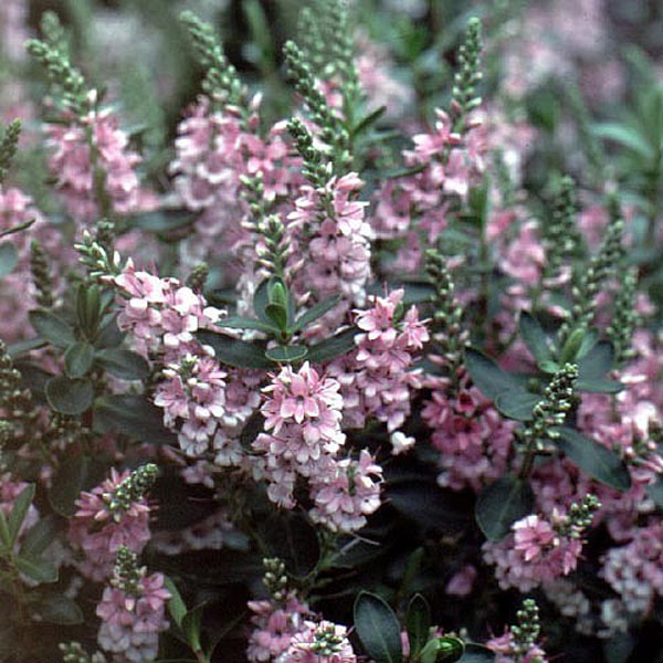 Hebe Pink Pixie - 2ltr pot