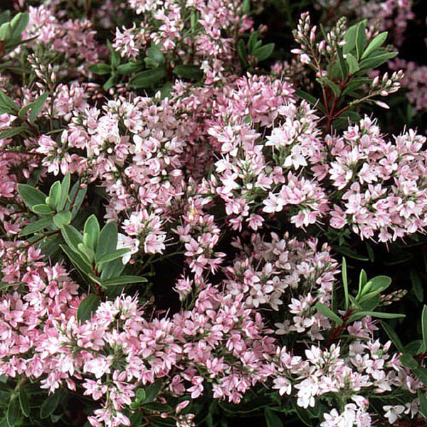 Hebe Pink Paradise - 2ltr pot