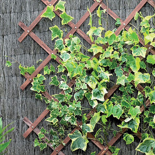 Tan Expanding Riveted Garden Trellis - 4 Sizes Available