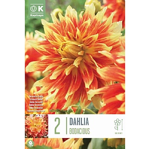 Dahlia Decorative Bodacious - 2 Bulbs