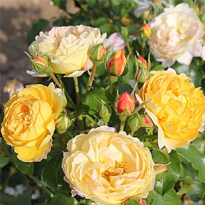 'Belle De Jour' Bush Rose 3L