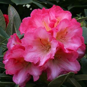 Rhododendron Surrey Heath - 3 Ltr Pot