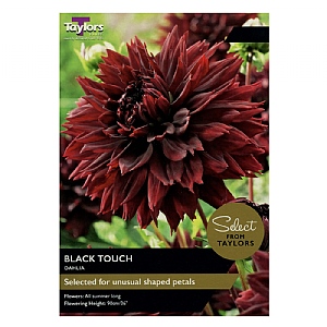 Dahlia Black Touch (2 Bulbs)