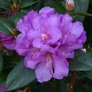 Rhododendron Praecox - 3 Ltr Pot