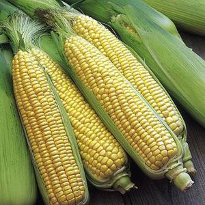 Sweetcord Seed