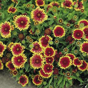 Perennial Seed F to L