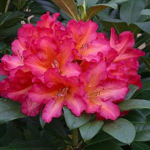 Rhododendron Golden Gate - 7.5 Ltr Pot