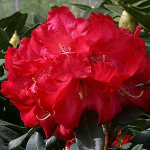 Rhododendron Half Dan Lem - 7.5 Ltr Pot