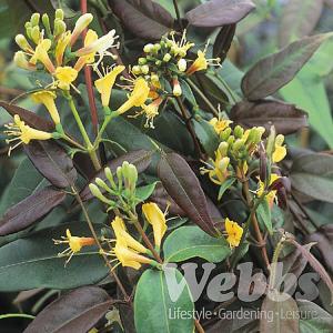 Climbing Plants