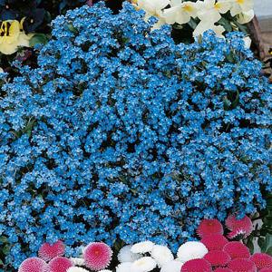 Annuals Seeds M to R