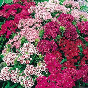 Annual Seeds S to Z