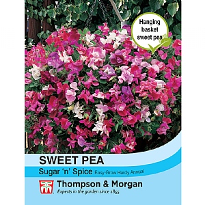 Sweet Pea Sugar N Spice - 25 Seeds
