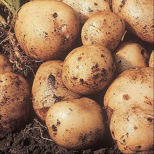 Seed Potatoes