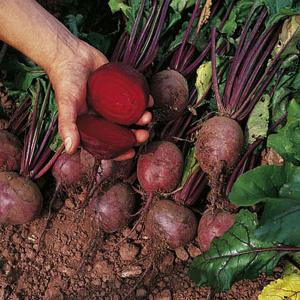 Beetroot & Radish Seeds