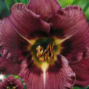 Summer Bulbs - Hemerocallis
