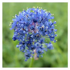 Ceanothus - Californian Lilac