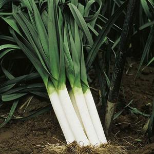 Leek & Onion Seed