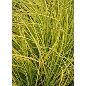 Plants - Ornamental Grasses