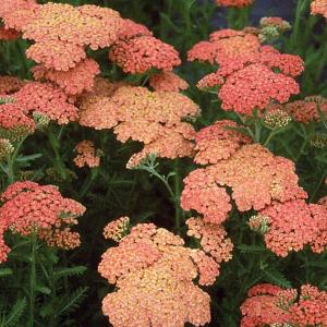Achillea - Yarrow