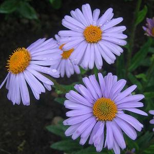 Aster - Michaelmas Daisies