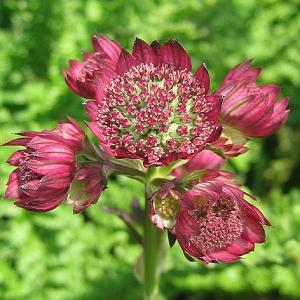 Perennials Miscellaneous A to C