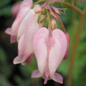 Perennials Miscellaneous D to G